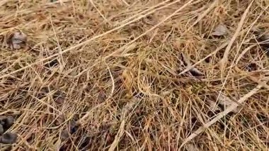 Genç bir kadının elini yeşil bir otla kapat.