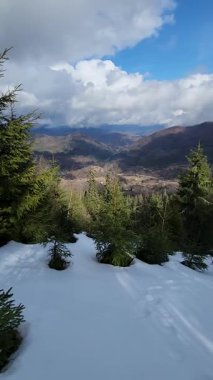 Kış ormanı dağda taze karla kaplıdır.