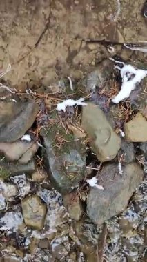 Ormandaki nehrin dikey görüntüsü.