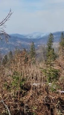 İlkbaharda orman ve ağaçlar. güzel manzara