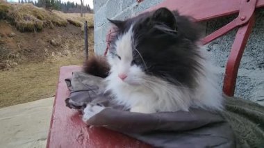 Gri kedi oturur ve kedisine bakar.