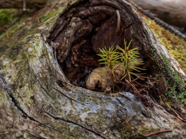 Bir ağacın yosun ve kökleri.