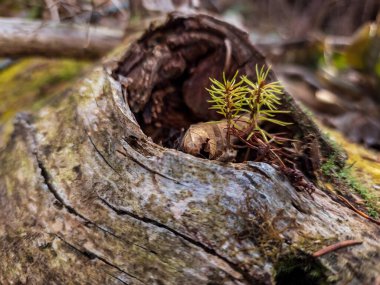 Ormanda büyüyen bir çam ağacının yakın çekimi.