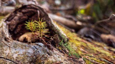 Doğadaki yaşlı ağaç kütüğünde yeşil yosun