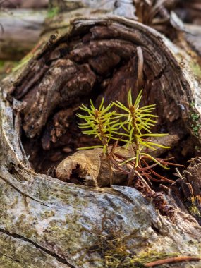 Ormandaki eski kütüğün yakınına.