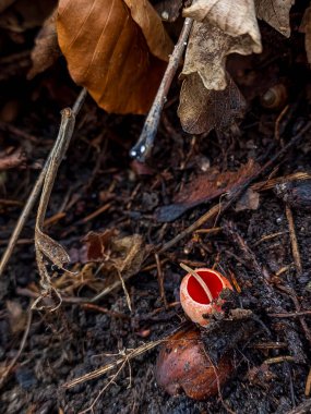 Ormanda kırmızı mantar