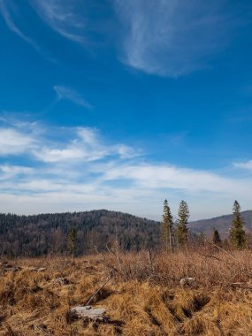Dağlarda güzel bir orman manzarası