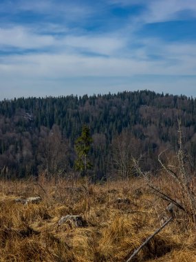 Çek Cumhuriyeti 'nde güzel bir orman manzarası olan bahar manzarası
