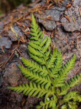 Ormandaki bir ağaçta yetişen yeşil yosunları kapatın.