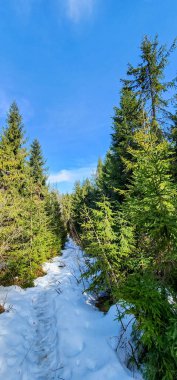 Kar ve ağaçlarla kaplı kış manzarası