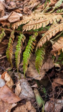 Ormanda eğreltiotu yaprağı