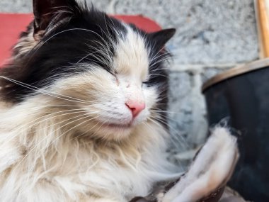 Sokaktaki bir kedinin portresi.