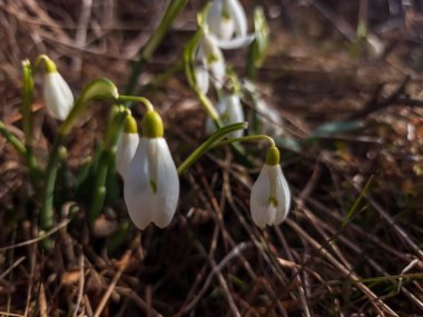 Ormanda büyüyen kardamlaları, yakın - seçici odak