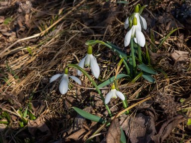 Bahçedeki beyaz kardelen çiçekleri