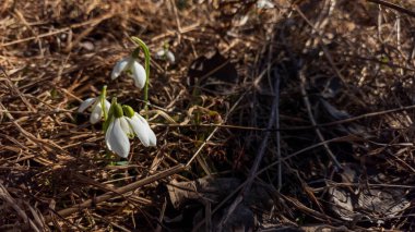 İlkbaharda ilk kar tanesi