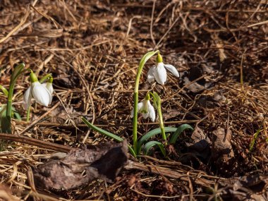 İlkbaharda ormanda kar damlası. ilk bahar çiçekleri