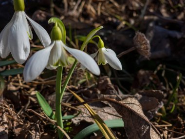 İlkbaharda kar taneleri.