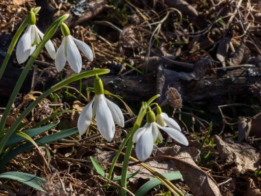 Ormanda kar damlaları