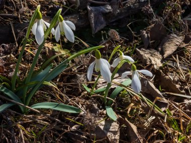 Ormandaki ilk bahar kardelenleri