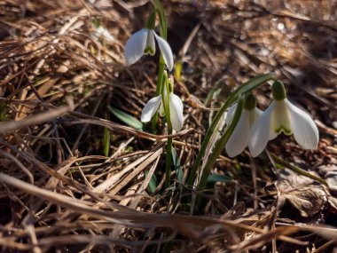 Beyaz ilkbahar kardelen çiçekleri kapanıyor