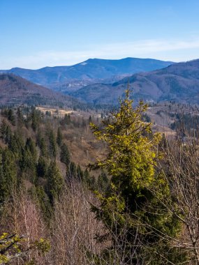 Ormandaki güzel bir dağ manzarasının dikey görüntüsü.