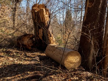 Ormandaki ağaç gövdesi