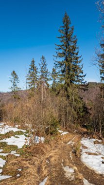Kış manzarası ile kar ve orman