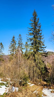 Mavi gökyüzünün arka planındaki güzel orman