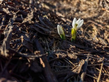 Bahar beyaz bitkisi çiçeği..
