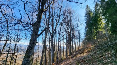 Ormandaki bir dağ manzarası