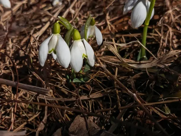 Ormanın arka planında beyaz kar damlası. ilk bahar çiçekleri