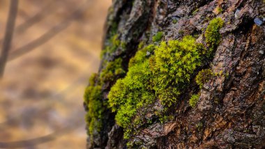 Üzerinde yosun olan ağaç gövdesi..
