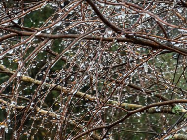 Karla kaplı ağaç dalları.