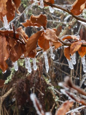 Yapraklar ve buz kristalleri ile donmuş dal