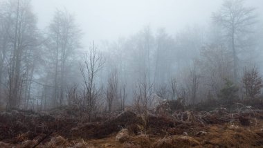 Sisli kış manzarası