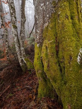 Yosun kaplı bir ağacın dikey fotoğrafı.