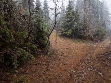 Karpatlar sonbahar manzara