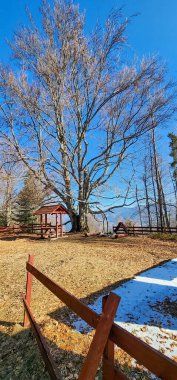 Ormandaki tahta çitin dikey görüntüsü.