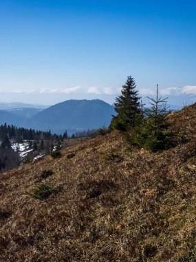 Yeşil köknar ağaçları, Sofya şehir bölgesi ve bulgarya ile güzel bir kış manzarası.