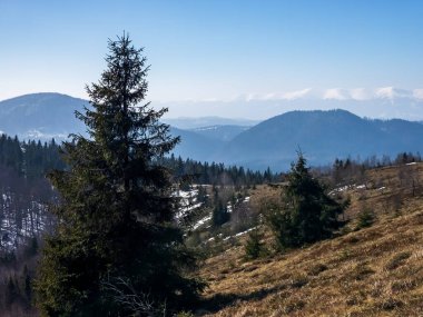 karlı, ormanlı ve ağaçlı bahar manzarası