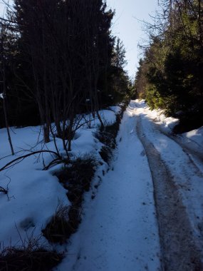 Ormanın güzel manzarası