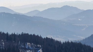 Ormanın güzel manzarası
