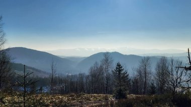 Bir dağ ve bir ağaçla güzel bir kış manzarası. Karpatlar, Ukraynalılar, Karpatlar