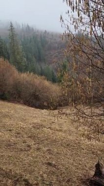 Ağaçlar ve karla kaplı güzel sonbahar manzarası