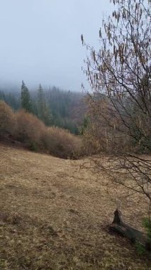 Dağlarda güzel bir orman manzarası