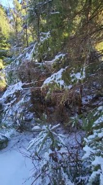 Karla kaplı güzel bir manzara - ağaçlarla kaplı