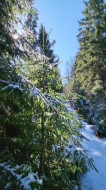 Karla kaplı ağaçlarla kaplı güzel kış manzarası
