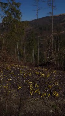 Doğanın güzel manzarası