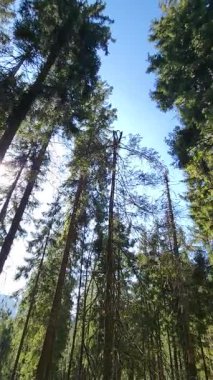 Mavi gökyüzü olan güzel bir ağaç görüntüsü.