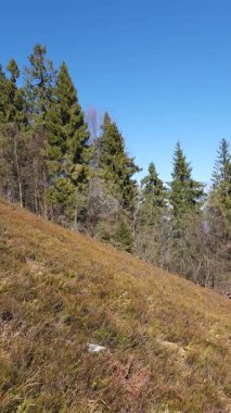 Ormanın güzel manzarası